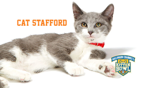 Illustration for article titled Kitten Bowl Player Names, Ranked